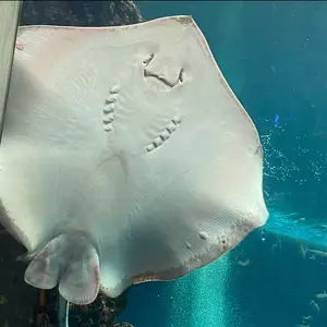 とろろ@無言取引◎