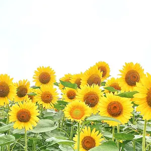 roxyタッパーフロントジップ花柄 - メルカリ