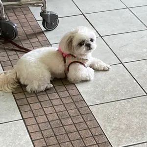 Astro ムンビン BLUE FLAME サノクトレカ - メルカリ