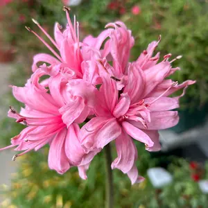 ニューレッドオーレアセルフ☆クリスマスローズ交配苗☆開花年数経過株