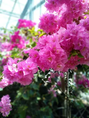 東京エイリアンズ 中国 チェキ風カード 郡司晃 - メルカリ