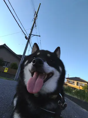 本日最終値下げ 美品BURTON レア ak457 フリースジャケット Sサイズ