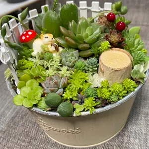 みさき③　マイクロミニバラ　追跡あり　黒ポットのまま みさき③ マイクロミニバラ 追跡あり 黒ポットのまま みさき③