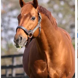 エヴィス EVISU ジップアップパーカー スウェット ビッグカモメ刺繍 裏起毛 エヴィス EVISU ジップアップパーカー スウェット ビッグカモメ