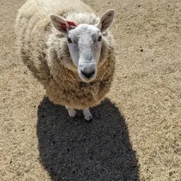 (⁠・⁠∀⁠・⁠)