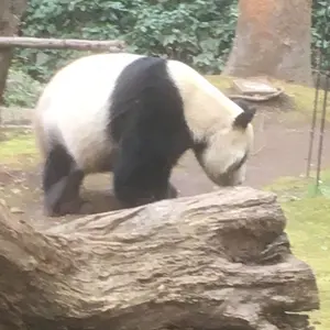 香草カラー マイルドカラーN5 300g税込み未使用新品 - メルカリ