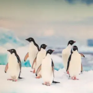 ミライコ英語ボックス Let's Have Fun 15枚セット ミライコ英語ボックス DVD 15枚セット ミライコ イングリッシュ