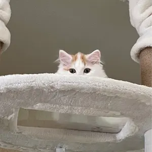 リゼロ プリステラの宴 缶バッジ スバル - メルカリ