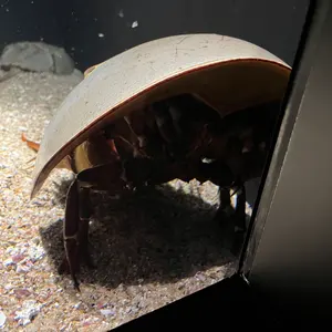 ロレンス@即購入可