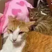 Toni Catany 花の写真集 - メルカリ