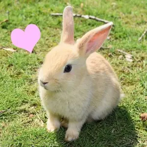 NANA 矢沢あい コラボカフェ 中国限定 缶バッジ 岡崎真一 シン NANA 矢沢あい コラボカフェ 中国限定 缶バッジ 岡崎真一 シン