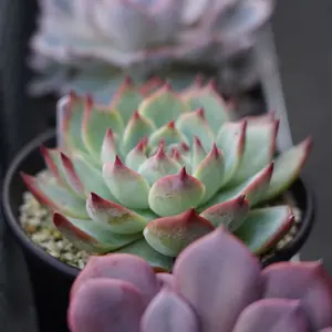 多肉植物 センペルビウム【上海ローズ・ジェロナ】抜き苗 - メルカリ