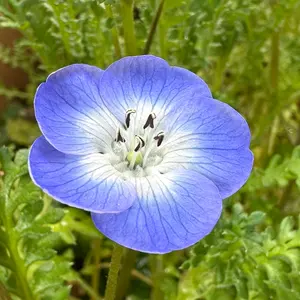 ネモ@プロフ確認推奨