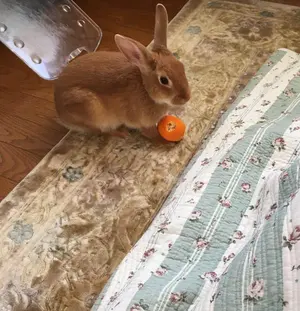 ロシ【プロフご覧くださいませ】