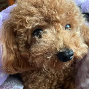 横山輝一 KIICHI-YO VIDEO LUV Tour VHS - メルカリ