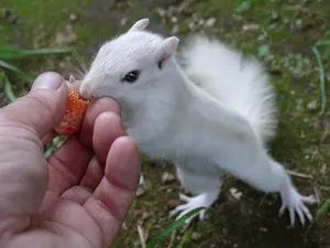 青森県✨山奥の農家直送りんご屋　ブルーベリーの穂木各種 青森県✨山奥の農家直送りんご屋様専用 ブルーベリーの穂木各種 - メルカリ