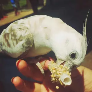 らいむ