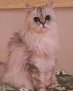 未來
