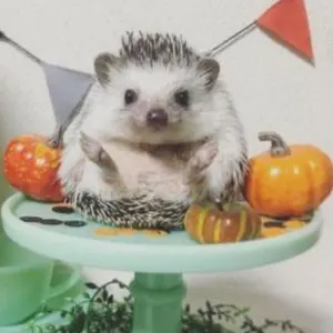 LCN アサイ フットパウダー ローション 3本セット LCN アサイ フットパウダー ローション 3本セット - メルカリ