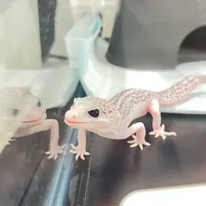 ワンダーシビック Si ガンベイド　シャシー仕様 ラジコン　新品未組立 ワンダーシビック Si ガンベイド シャシー仕様 ラジコン 新品未組立