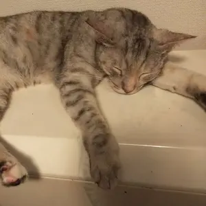 ブースタープラグ　水冷トライアンフ　パワーアップキッド 51ryeeaReeL._UF350,350_QL50_.jpg