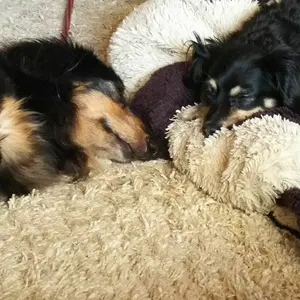 Charles様専用コボリサヤカ様 シロツメクサちゃん 作家ぬいぐるみ