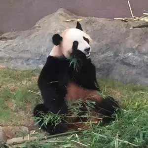 Vintage Face MONOSASHI higher - メルカリ