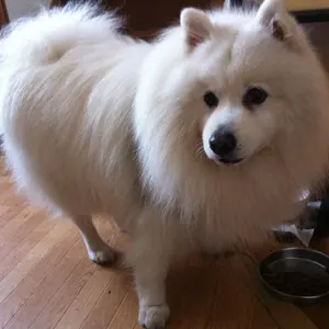 貴重 西橋奈未選手（4961）ボートレース 直筆カメラサイン入りアクリル