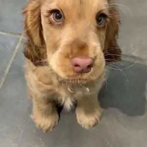 英語】【拡張Foil】クラウド / 統率者 / 神話レア【FF7】 - メルカリ