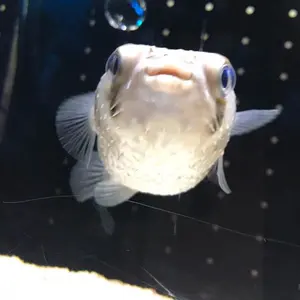 バディファイト ネオドラゴニックフォース&終焉の翼【未開封】値下げ