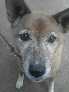 リセ Lycée カリン（乃嶋架菜直筆サイン）トレーディングカード - メルカリ