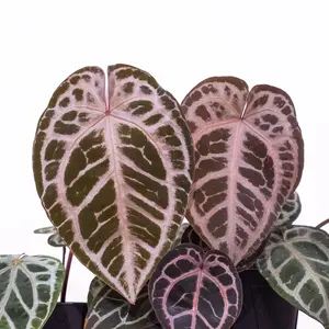 g*き様 アンスリウム papi Ralph Lynam（JV）self - メルカリ