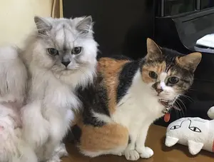 ぷりっつ リンライ AMPTAKぷりっつ リングライト5個セット