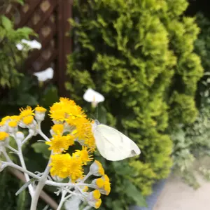 hozumi@プロフ参照