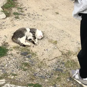 ななし