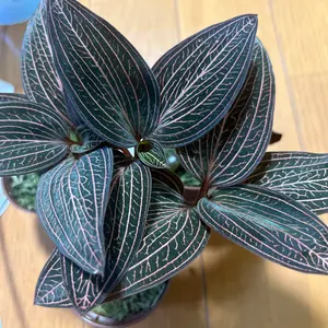 鶴林Plants様 リクエスト 2点 まとめ商品 鶴林様 リクエスト 2点 まとめ