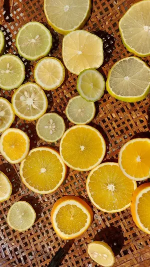 日向夏 ニューサマーオレンジ 3年生 大苗 - メルカリ