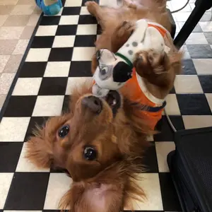 momo 海洋シリーズ シークレット ラッコ ウーパールーパー 未使用品 2