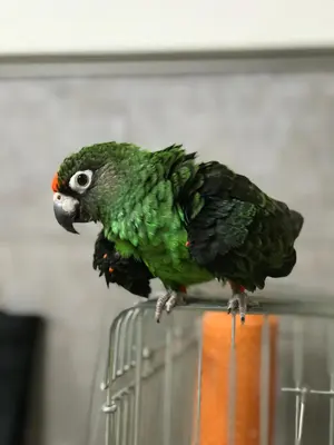 医療職・介護職