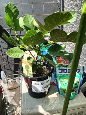 激安す！只今値下げ交渉受付け！RICOH SG3120B SFプリンター・複合機 激安す！只今値下げ交渉受付け！RICOH SG3120B SFプリンター・複合機