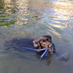 手渡しもOK】FEB'S FISH 5'11フィッシュボード 青 - メルカリ