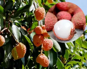 47-48リカピー様クール便2箱 鹿児島県産 生ライチ18〜21粒 農薬不使用