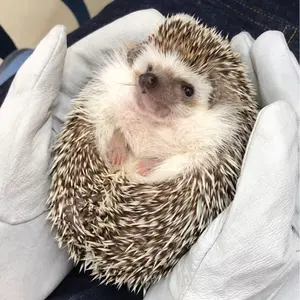 忍たま乱太郎 綾部喜八郎 あにずきん ぬいぐるみ - メルカリ