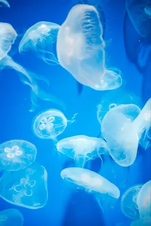 あ*ら様 アメイジング・スパイダーマン ハイクオリティ レプリカマスク