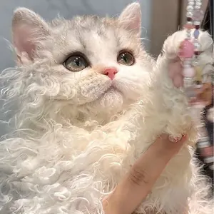 シクフォニ すち みこと CWJ 缶バッジ - メルカリ