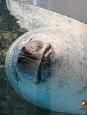 ごま。【おまとめ値引きアリ〼☆】