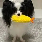 骨スト向けブランドReonie ロング丈フェイクファーティペット付き 