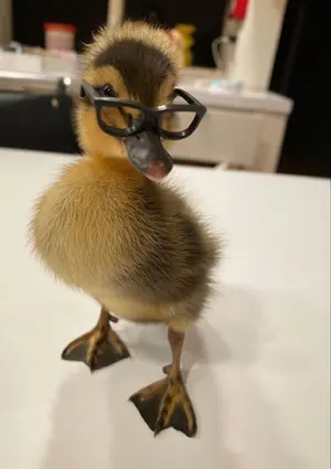 渦-uzu- 着物のひと 夏油傑コスプレイヤー チェキ5枚セット サイン入り