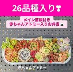 26品種入り赤ちゃんアトミー　多肉ちゃんお弁当のサムネイル