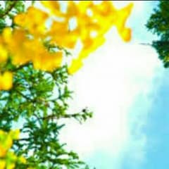 ルイさま専用のサムネイル